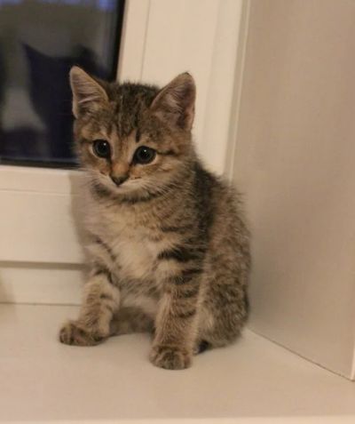 Лот: 6342693. Фото: 1. Котенок Тигра. Кошки, котята