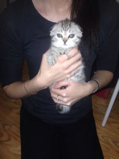 Лот: 6959395. Фото: 1. Продам шотландскую вислоухую кошку. Кошки, котята