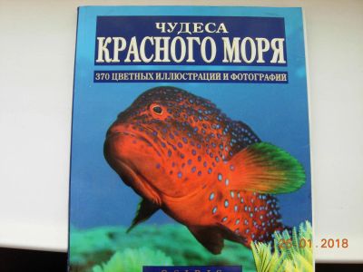 Лот: 10991254. Фото: 1. Книга Чудеса Красного моря. Книги