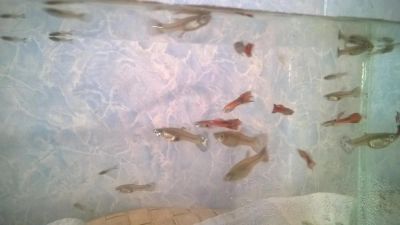 Лот: 4538076. Фото: 1. Гуппи (потомство от гуппи Эндлера... Рыбки