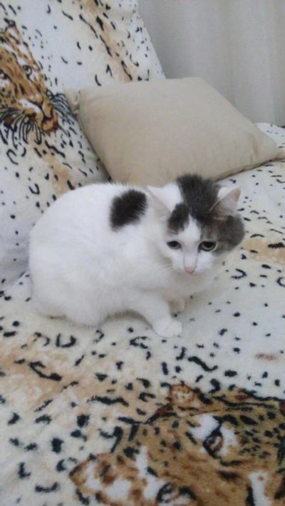 Лот: 10618228. Фото: 1. Отдам котика. Кошки, котята