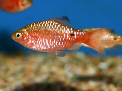 Лот: 6305039. Фото: 1. Огненный барбус (Barbus conchonius... Рыбки