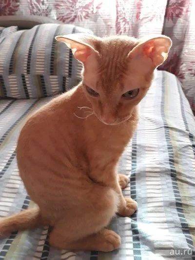 Лот: 12794011. Фото: 1. Котенок Сфинкс браш. Кошки, котята