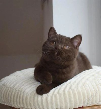 Лот: 1439976. Фото: 1. Британская шоколадная кошка, носитель... Кошки, котята