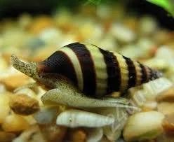 Лот: 2793454. Фото: 1. Хищная улитка Хелена (Anentome... Моллюски, ракообразные, кораллы