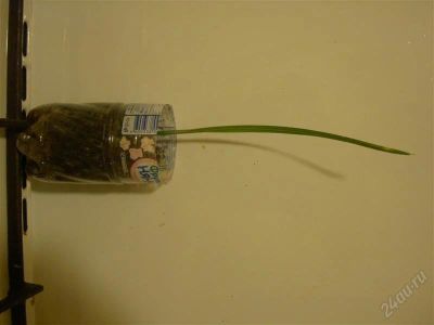 Лот: 2151173. Фото: 1. Пальма финиковая. Горшечные растения и комнатные цветы