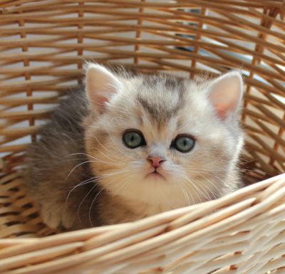 Лот: 5193965. Фото: 1. Британский котенок золотого тикированного... Кошки, котята