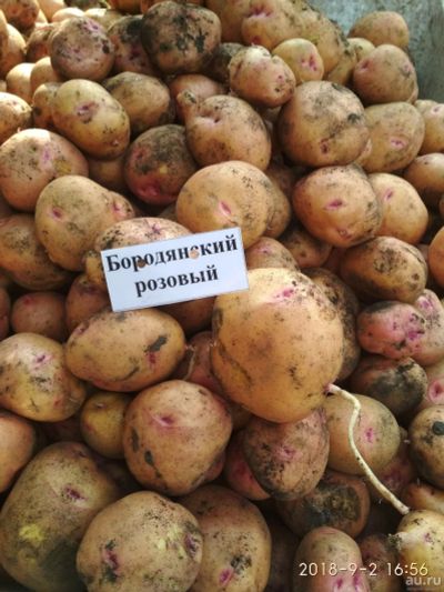 Лот: 11403966. Фото: 1. картофель сорта "Бородянский розовый... Картофель