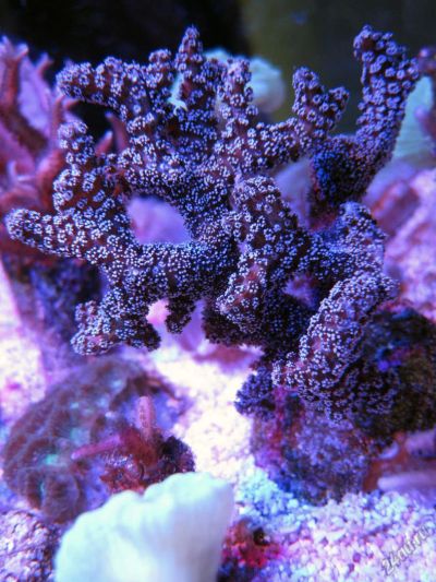 Лот: 10735026. Фото: 1. Сериатопора календрум фиолетовая. Моллюски, ракообразные, кораллы