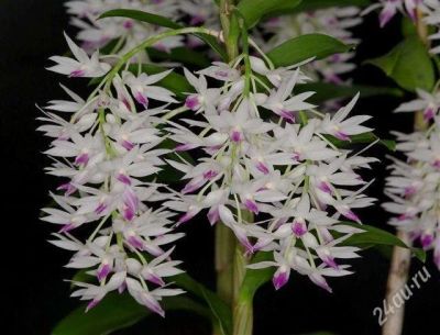 Лот: 1374078. Фото: 1. Den. amathystoglossum. Горшечные растения и комнатные цветы