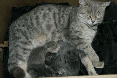 Лот: 12531353. Фото: 1. Отдам котят мама британка. Кошки, котята