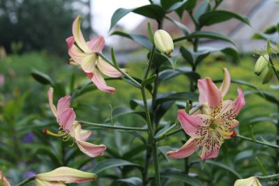 Лот: 14361794. Фото: 1. Лилия сорт Корсаж (Corsage) редкий... Садовые цветы