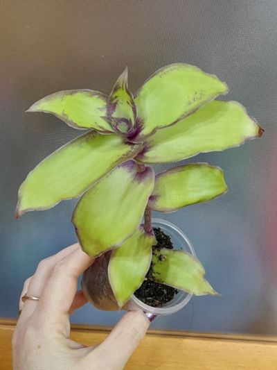 Лот: 18576896. Фото: 1. Каллизия Конгеста Callisia congesta. Горшечные растения и комнатные цветы