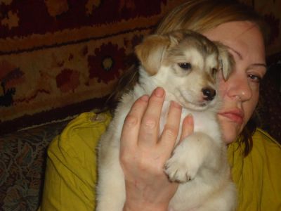 Лот: 7162343. Фото: 1. отдам щеночков от папы лайки. Собаки, щенки