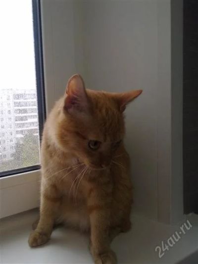 Лот: 2040331. Фото: 1. Малыш по кличке Кубик. Кошки, котята