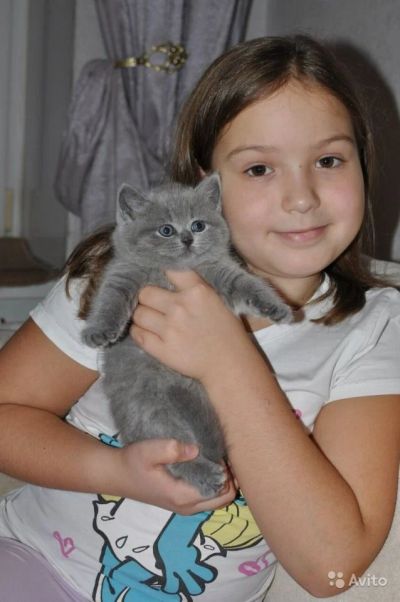 Лот: 8033106. Фото: 1. Британские плюшки. Кошки, котята