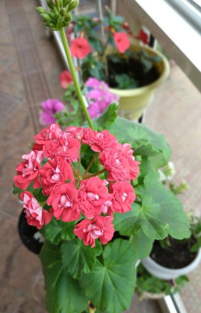 Лот: 13829215. Фото: 1. Пеларгония розовидная Pink Rambler. Горшечные растения и комнатные цветы