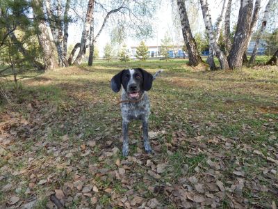 Лот: 5049373. Фото: 1. Срочно отдам собаку в хорошие... Собаки, щенки