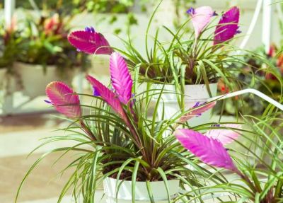 Лот: 19467362. Фото: 1. Тилландсия «Анита» Tillandsia... Горшечные растения и комнатные цветы