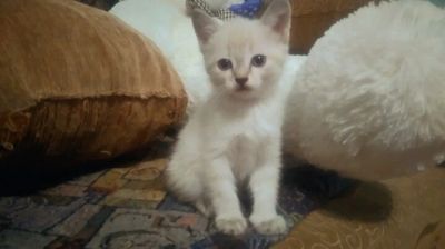 Лот: 8956917. Фото: 1. Отдадим сиамских котят в хорошие... Кошки, котята