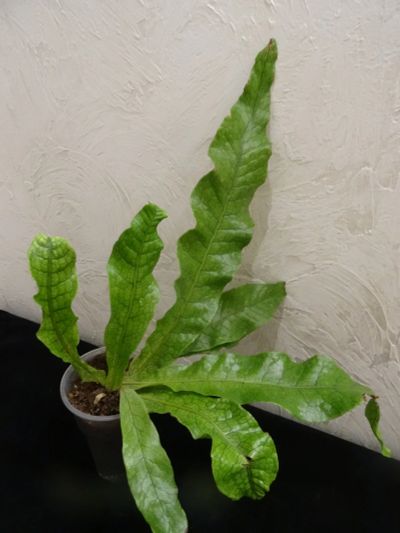 Лот: 16398683. Фото: 1. Папоротник-Microsorum musifolium... Горшечные растения и комнатные цветы