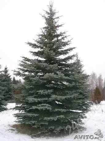 Лот: 678352. Фото: 1. ель живая. Разное
