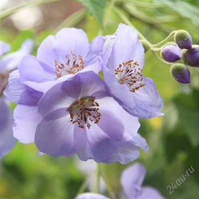 Лот: 919124. Фото: 1. Абутилон виноградолистный (Abutilon... Горшечные растения и комнатные цветы