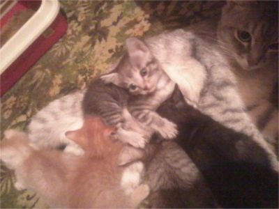 Лот: 7785580. Фото: 1. Даром, очень красивые, воспитанные... Кошки, котята