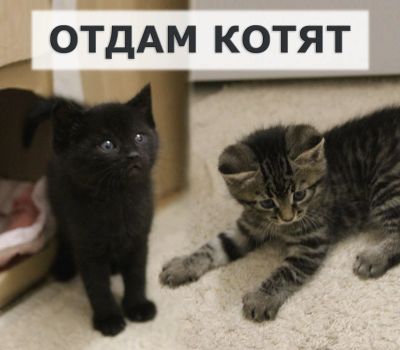 Лот: 17504664. Фото: 1. Отдам котят. Косметика для животных