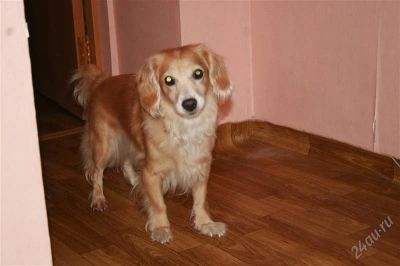 Лот: 2816425. Фото: 1. Спаниель Люсиль. Собаки, щенки