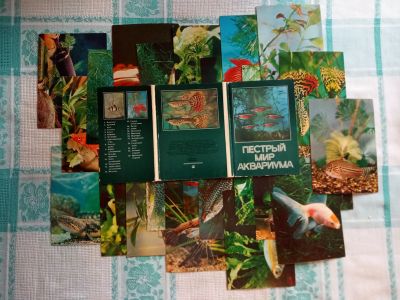 Лот: 25395623. Фото: 1. Открытки "Пестрый мир аквариума... Открытки, конверты