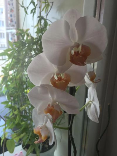 Лот: 11502325. Фото: 1. Орхидея фаленопсис “Darwin”. Читаем... Горшечные растения и комнатные цветы