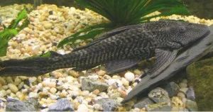 Лот: 6991133. Фото: 1. Плекостомус (лат. Hypostomus plecostomus... Рыбки