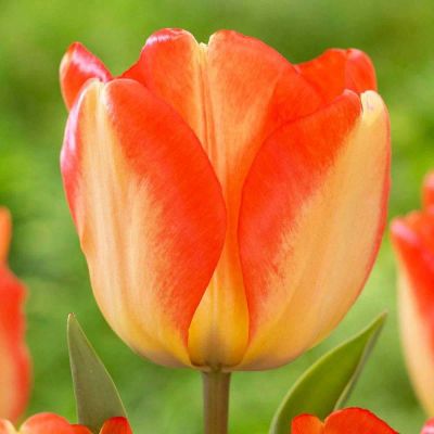 Лот: 12017499. Фото: 1. Тюльпан Orange Brilliant. Садовые цветы