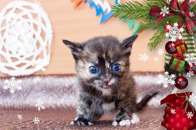 Лот: 3497702. Фото: 1. Новогодний котенок ! От кошки-мышеловки... Кошки, котята