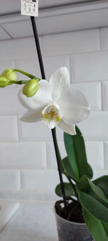 Лот: 25023745. Фото: 1. Орхидея фаленопсис белая 2. Горшечные растения и комнатные цветы