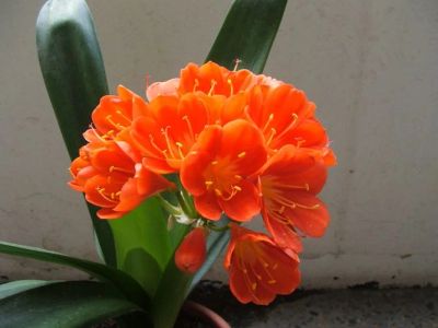 Лот: 4371506. Фото: 1. Кливия оранжевая, или киноварная. Горшечные растения и комнатные цветы