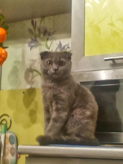 Лот: 3641166. Фото: 1. Продам котёнка. Кошки, котята