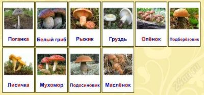 Лот: 2040423. Фото: 1. Карточки ламинированные. Грибы... Развивающие