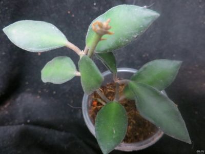 Лот: 13595132. Фото: 1. Хойя Hoya sp. (N5-05-240).EPC... Горшечные растения и комнатные цветы