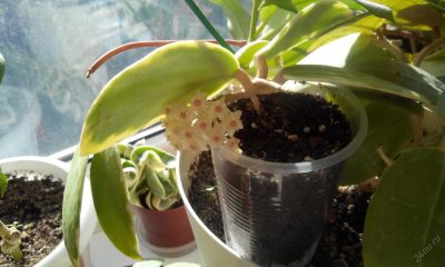 Лот: 5623794. Фото: 1. хойя паразитика (Hoya parasitica... Горшечные растения и комнатные цветы