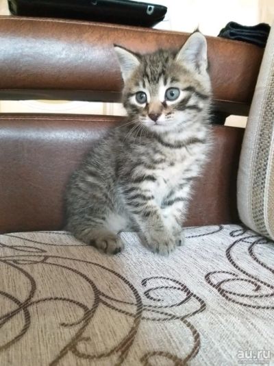 Лот: 13679320. Фото: 1. Котёнка. Кошки, котята