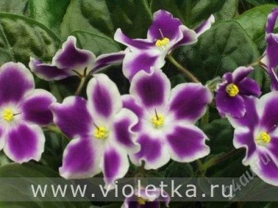 Лот: 1788477. Фото: 1. Фиалка Glimmer (Детка). Горшечные растения и комнатные цветы