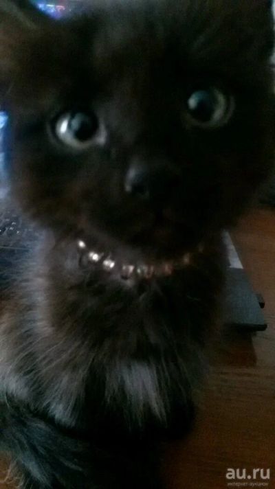 Лот: 9824172. Фото: 1. Отдам в добрые руки. Кошки, котята