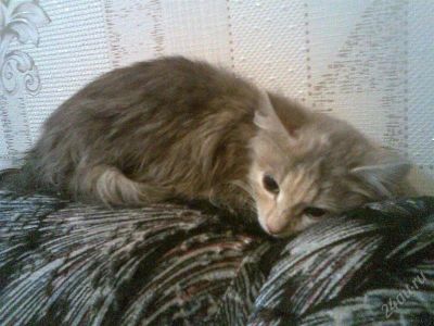 Лот: 807272. Фото: 1. Кошечка необычного окраса хочет... Остальные животные