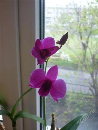 Лот: 2827041. Фото: 1. Орхидеф Дендробиум. Горшечные растения и комнатные цветы