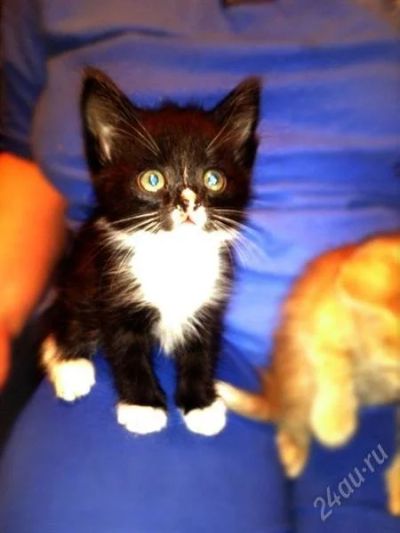 Лот: 2757189. Фото: 1. Маленький котейка ищет своего... Кошки, котята