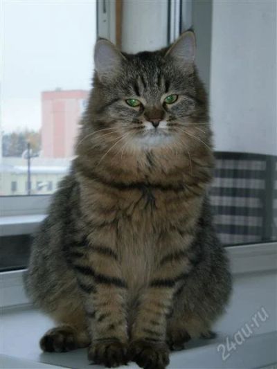 Лот: 2178439. Фото: 1. Настоящая Сибирская кошечка традиционного... Кошки, котята