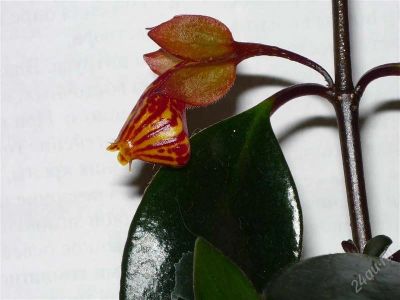 Лот: 958826. Фото: 1. Гипоцирта голая Hypocyrta glabra. Горшечные растения и комнатные цветы