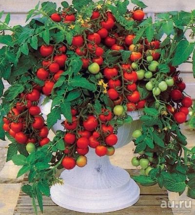 Лот: 9585869. Фото: 1. Томат ампельный Чери. Овощи